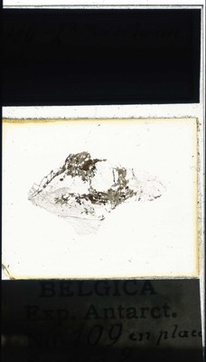 belgica antarctica expeditie 109.2a.jpg