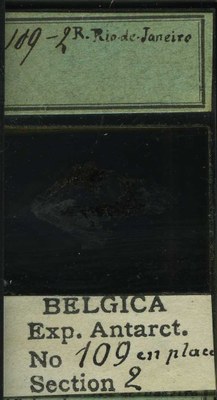belgica antarctica expeditie 109.2b.jpg