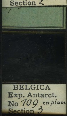 belgica antarctica expeditie 109.3b.jpg