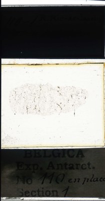 belgica antarctica expeditie 110.1a.jpg