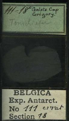 belgica antarctica expeditie 111.18b.jpg