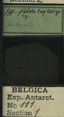 belgica antarctica expeditie 111.1b.jpg