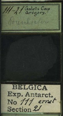 belgica antarctica expeditie 111.21b.jpg