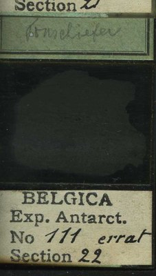 belgica antarctica expeditie 111.22b.jpg