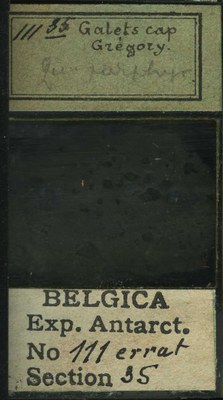 belgica antarctica expeditie 111.35b.jpg