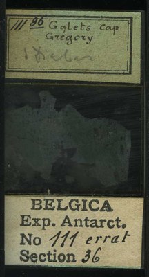 belgica antarctica expeditie 111.36b.jpg