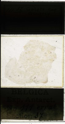 belgica antarctica expeditie 111.37a.jpg
