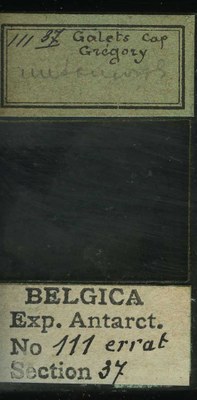 belgica antarctica expeditie 111.37b.jpg
