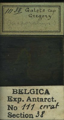 belgica antarctica expeditie 111.38b.jpg