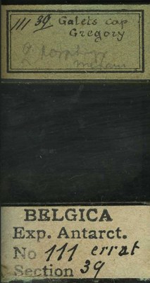 belgica antarctica expeditie 111.39b.jpg