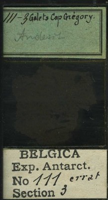 belgica antarctica expeditie 111.3b.jpg