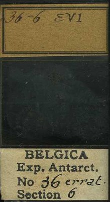 belgica antarctica expeditie  36.6b.jpg