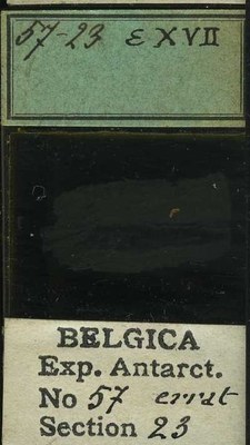 belgica antarctica expeditie 57.23b.jpg