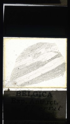 belgica antarctica expeditie 57.35a.jpg