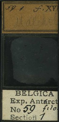belgica antarctica expeditie 59.1b.jpg