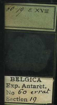 belgica antarctica expeditie 60.19b.jpg