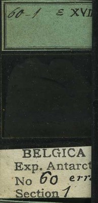 belgica antarctica expeditie 60.1b.jpg