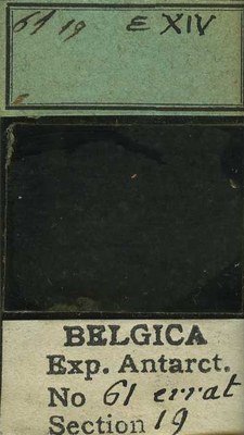 belgica antarctica expeditie 61.19b.jpg
