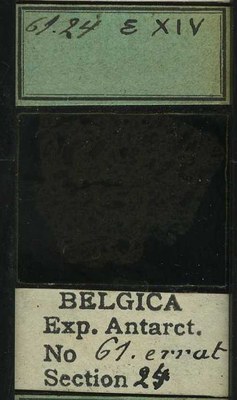belgica antarctica expeditie 61.24b.jpg