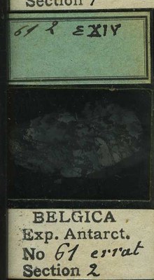 belgica antarctica expeditie 61.2b.jpg