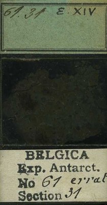 belgica antarctica expeditie 61.31b.jpg