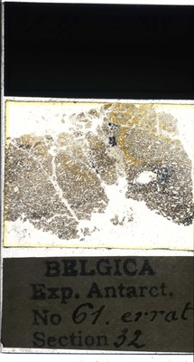 belgica antarctica expeditie 61.32a.jpg