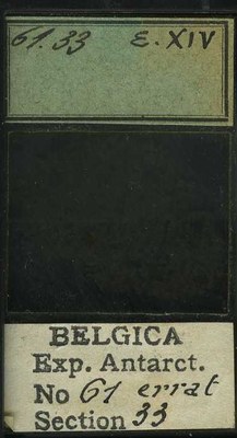belgica antarctica expeditie 61.33b.jpg