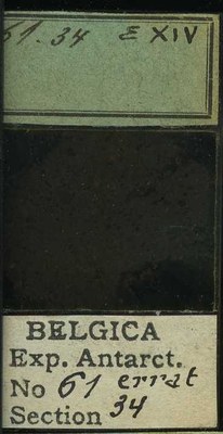 belgica antarctica expeditie 61.34b.jpg