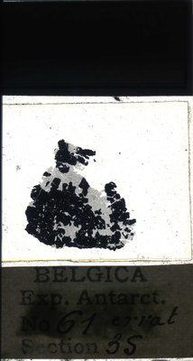 belgica antarctica expeditie 61.35a.jpg