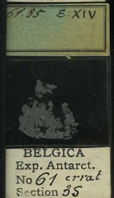 belgica antarctica expeditie 61.35b.jpg