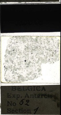 belgica antarctica expeditie 62.1a.jpg
