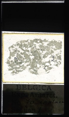 belgica antarctica expeditie 70.1a.jpg