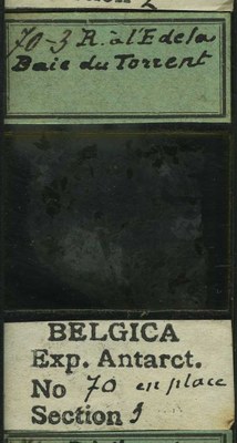 belgica antarctica expeditie 70.3b.jpg