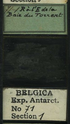 belgica antarctica expeditie 71.1b.jpg