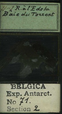 belgica antarctica expeditie 71.2b.jpg