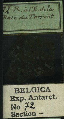 belgica antarctica expeditie 72b.jpg