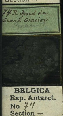 belgica antarctica expeditie 74b.jpg