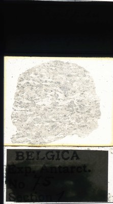 belgica antarctica expeditie 75.1a.jpg