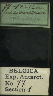 belgica antarctica expeditie 77.1b.jpg