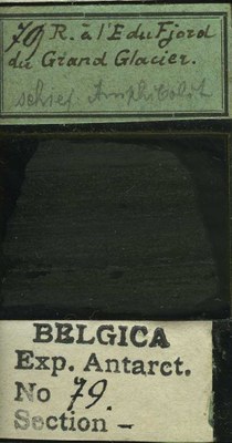 belgica antarctica expeditie 79b.jpg