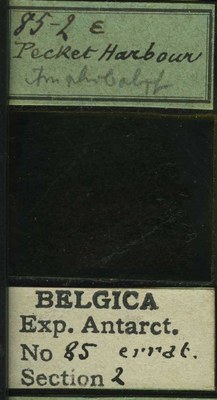 belgica antarctica expeditie 85.2b.jpg