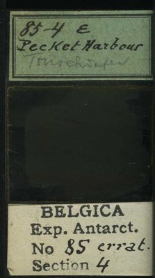 belgica antarctica expeditie 85.4b.jpg