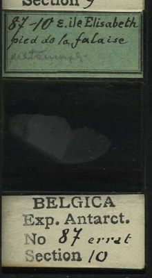 belgica antarctica expeditie 87.10b.jpg
