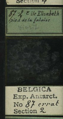 belgica antarctica expeditie 87.2b.jpg