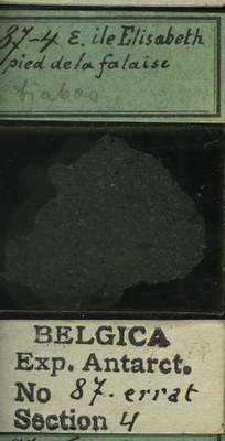belgica antarctica expeditie 87.4b.jpg
