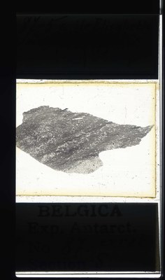 belgica antarctica expeditie 87.5a.jpg
