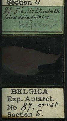 belgica antarctica expeditie 87.5b.jpg