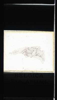 belgica antarctica expeditie 87.9a.jpg