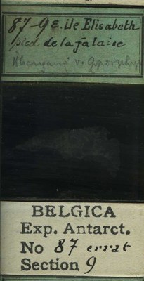 belgica antarctica expeditie 87.9b.jpg