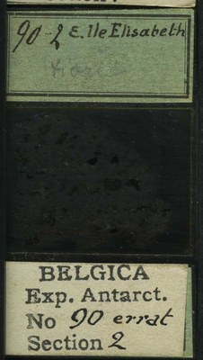 belgica antarctica expeditie 90.2b.jpg